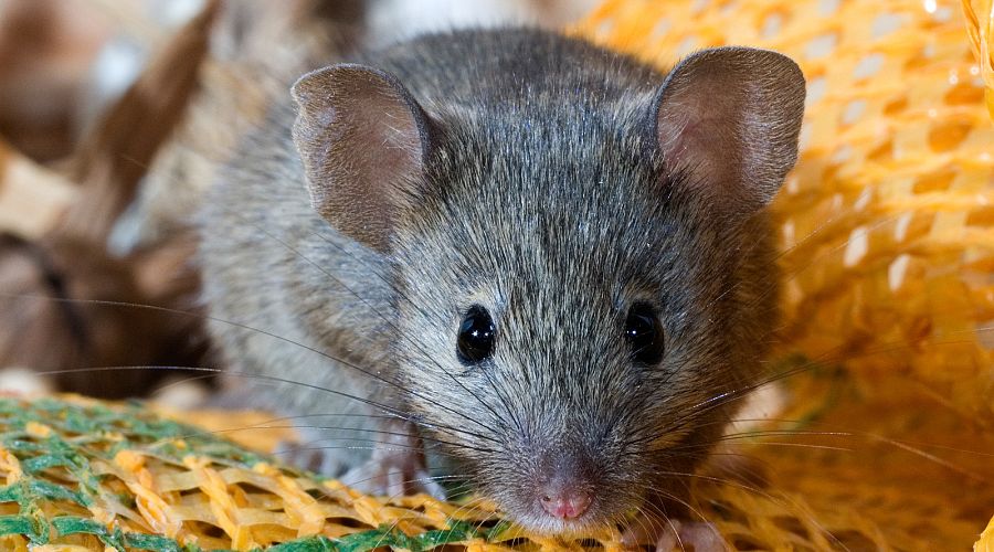 Rodent Control service in Ottawa